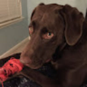 Meet your Posher, Helen